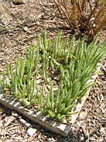 Hippuris vulgaris (fam Hippuridacees) (rg temperees) (2) (Photo F. Mrugala)